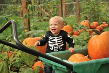 Baxter Barn Pumpkin Patch