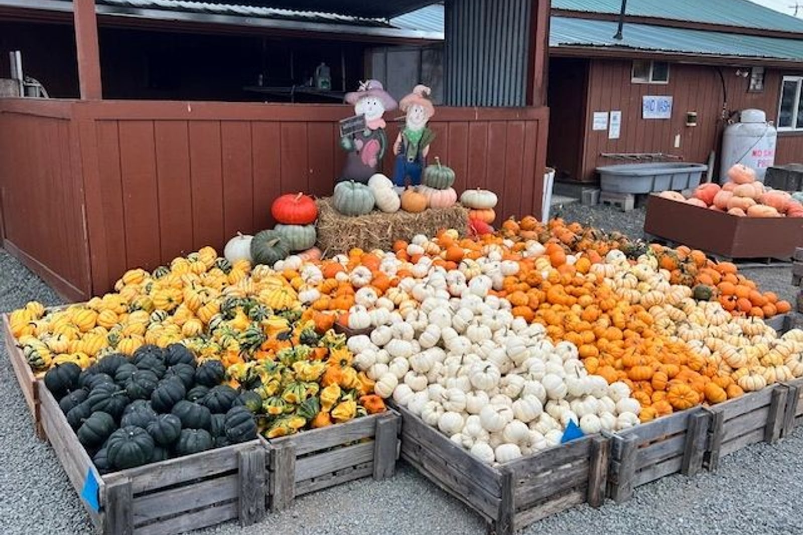 Carleton Farm Pumpkin Patch