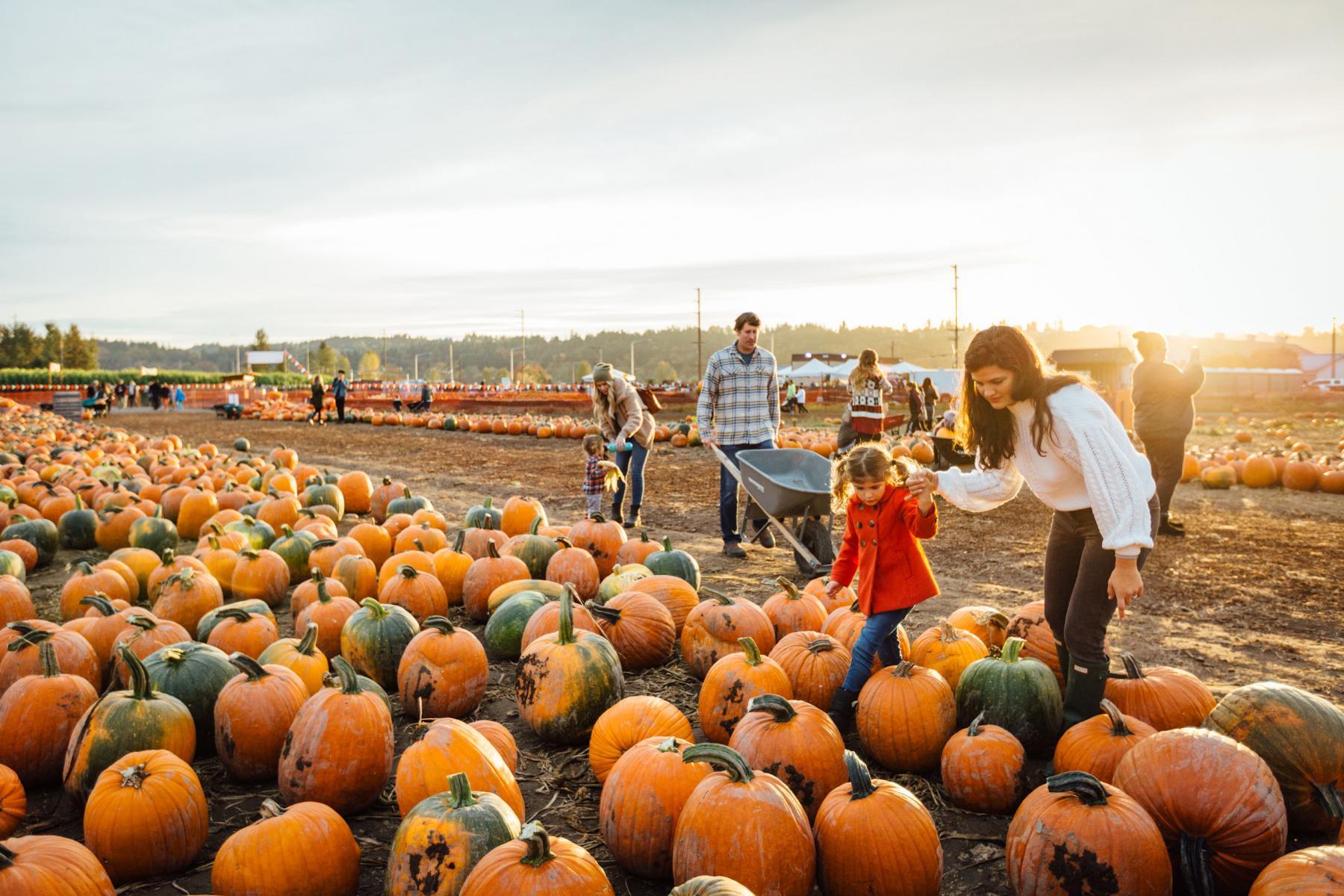 Carpinito Brothers Pumpkin Patch & Corn Maze