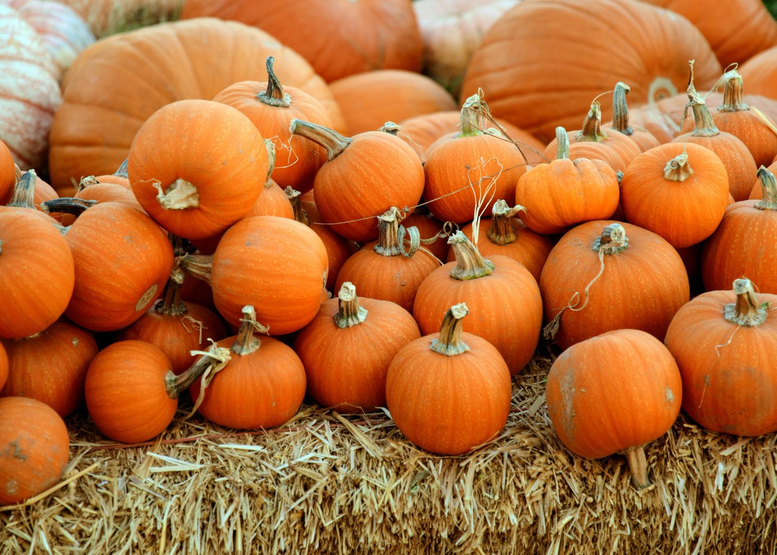 Little Green Acres Fall Farm Fun