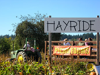 Picha Farms Pumpkin Patch