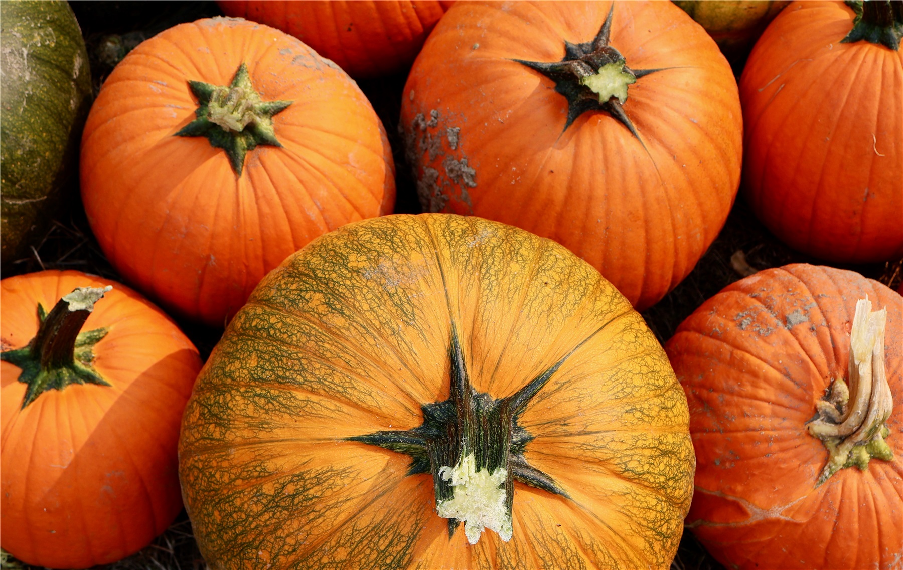 Swans Trail Farms U-Pick Pumpkin Patch