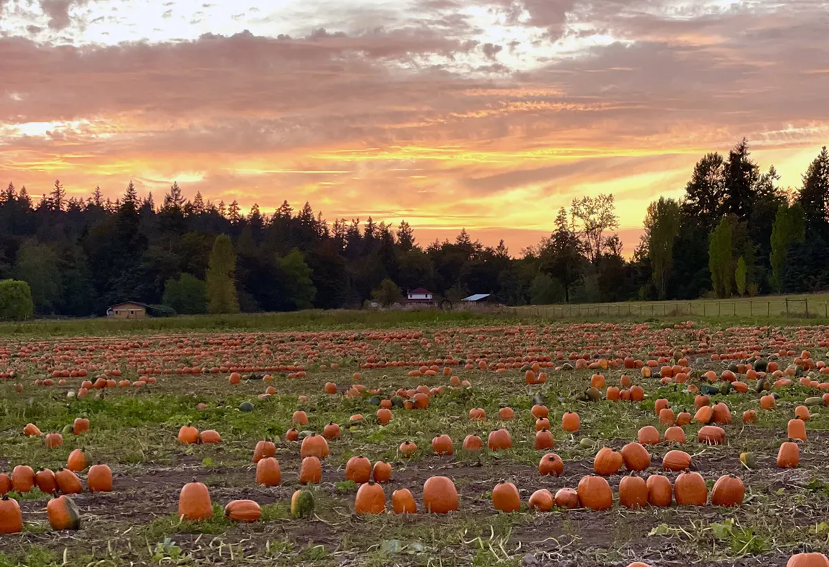 Thomasson Family Farm Pumpkin Patch